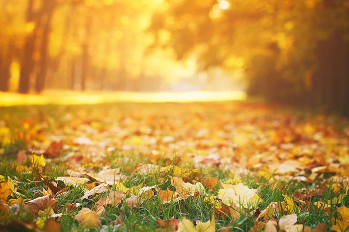 Sonnenbeschienener Rasen mit Herbstlaub